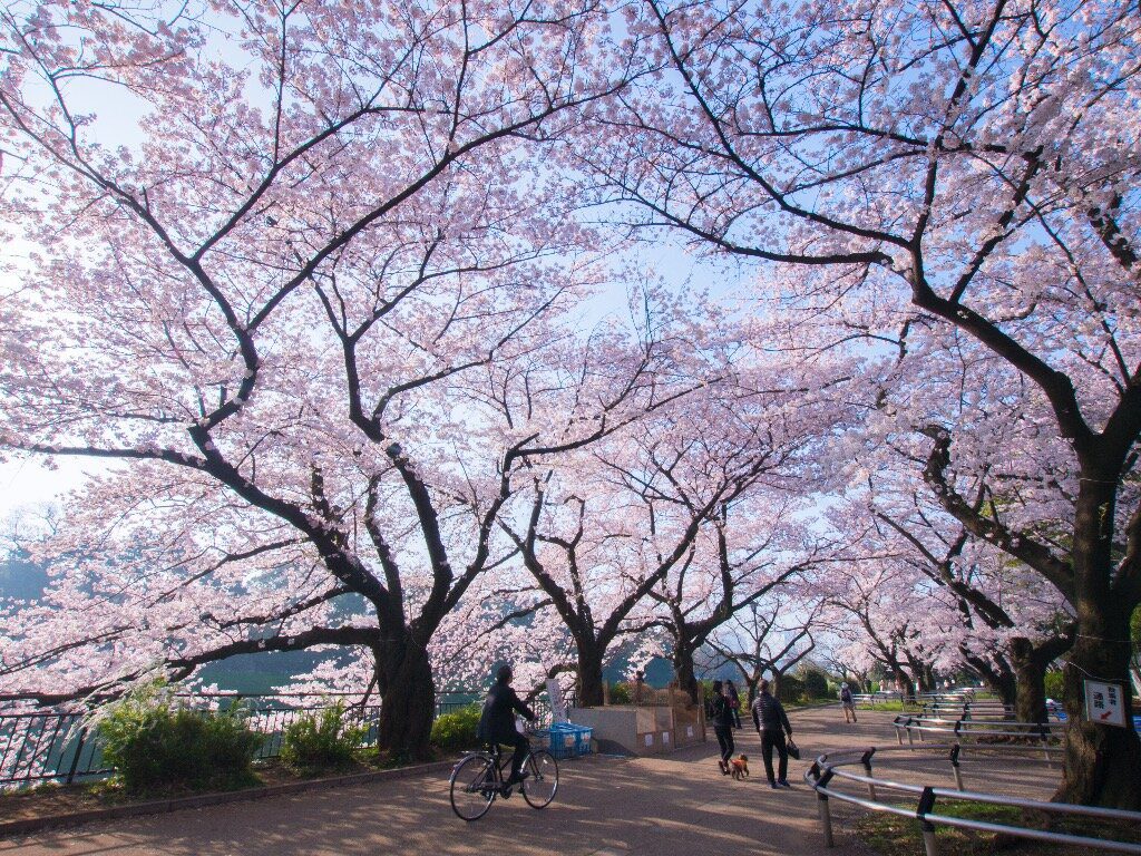 Séjour linguistique Japon ville Tokyo